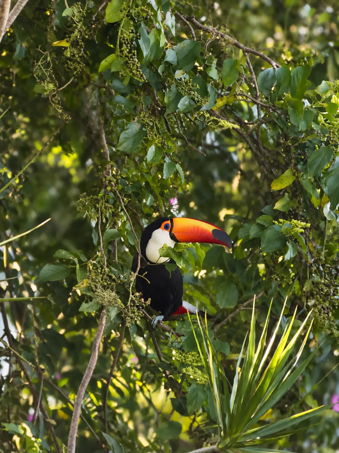 Tucano avistado na área verde da pousada