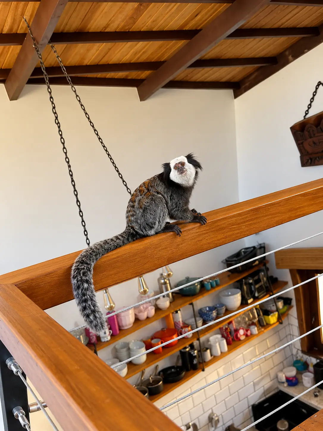 Sagui visitando o interior da pousada