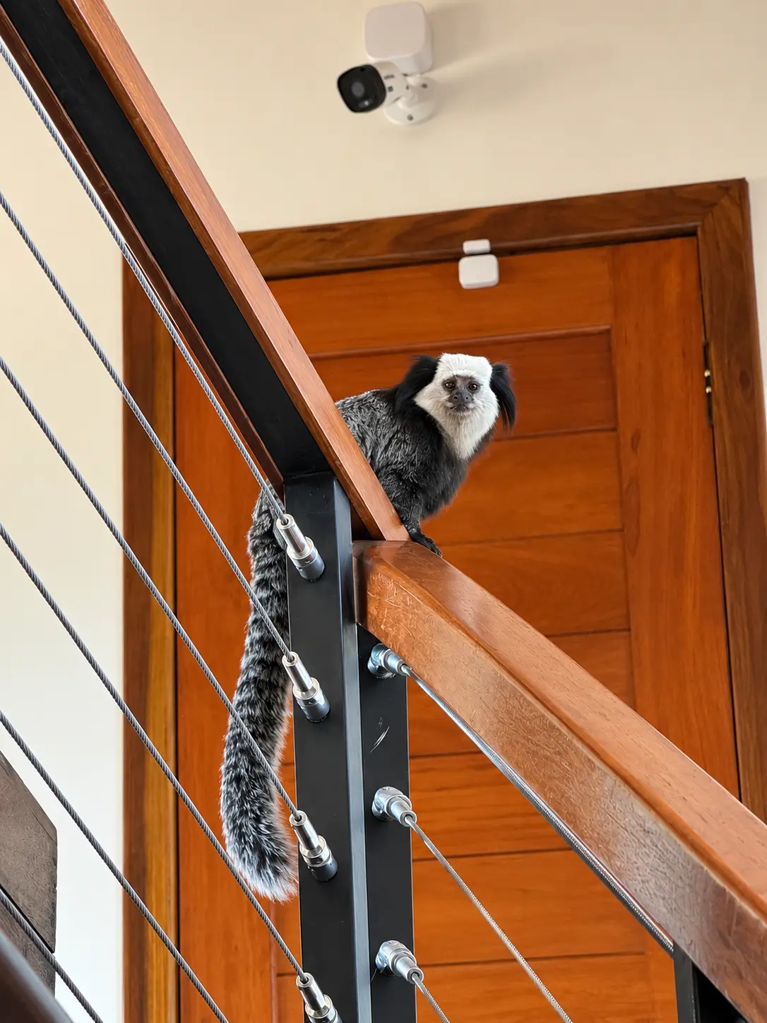 Sagui no corrimão da pousada